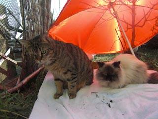 Je n'ai rien contre le fait qu'on préfère les chiens ou les tortues des galapagos aux chats, attention...   