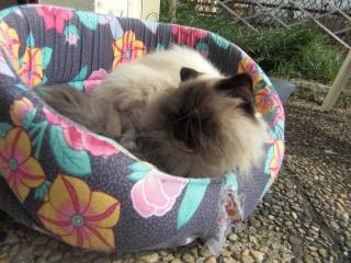 Alors, faut pas être triste...   Alors, faut pas être triste...