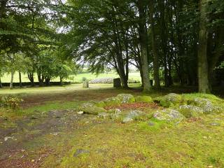 Qu'est-ce qui est vert et qui pue dans la forêt ?  