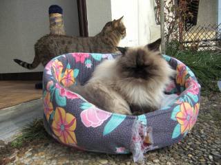 Et non, pas d'image survolée :) Et non, pas d'image survolée :)